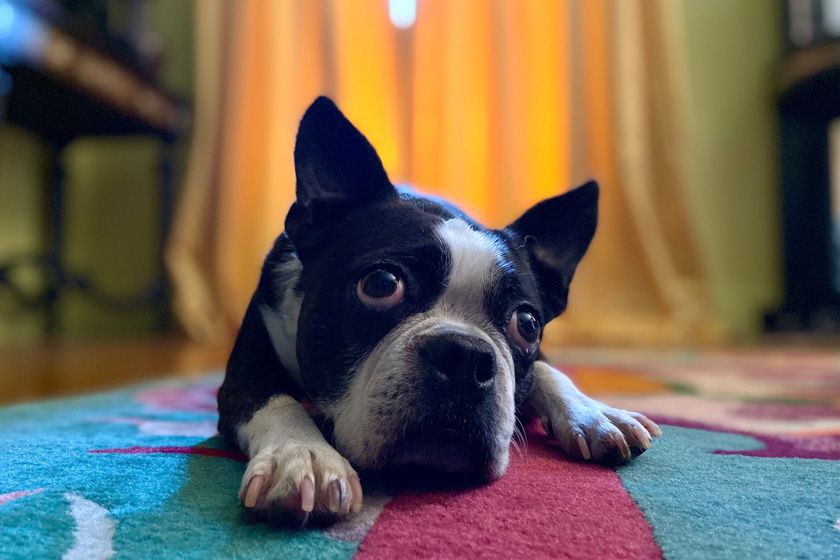 Ein Porträt mit dem iPhone 11 aufgenommen Ein Porträt mit dem iPhone 11 aufgenommen