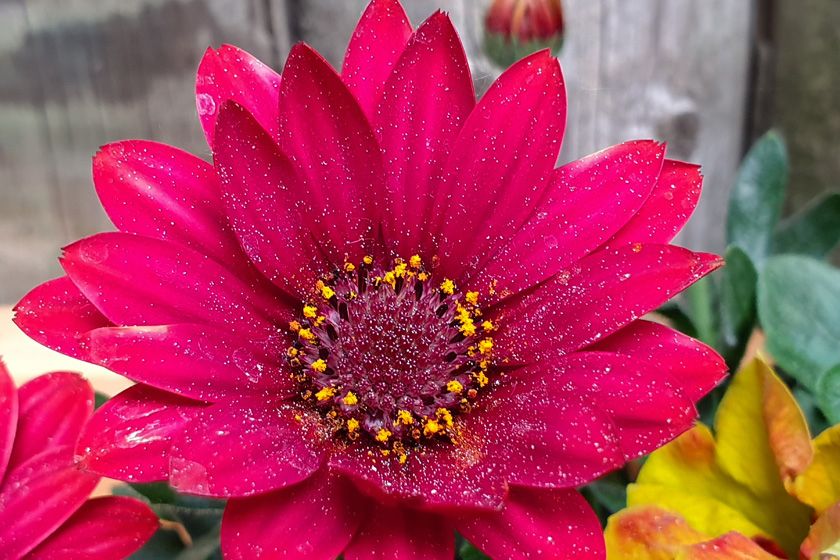 Galaxy S10 Blume Foto von Blume Galaxy S10