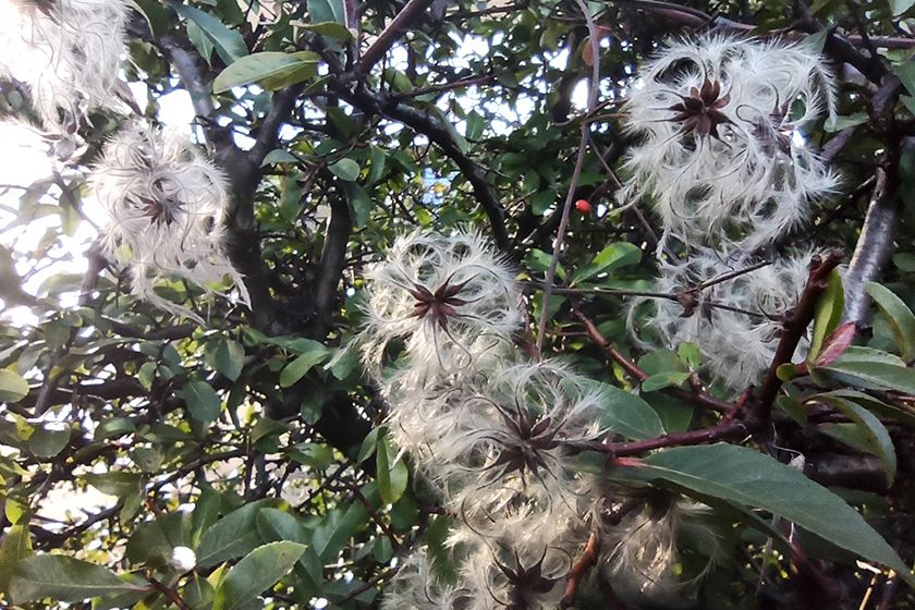 RedmiNote8Promakro RedmiNote8Promakro