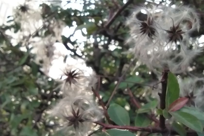 RedmiNote8Tmakro RedmiNote8Tmakro