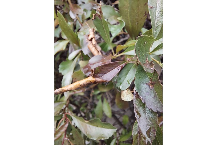 Foto Test Galaxy A 71 Foto Test Galaxy A 71