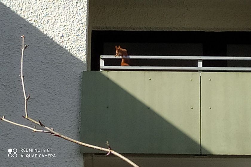 RedmiNote8T DigiZoom RedmiNote8T DigiZoom