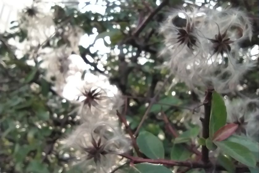 RedmiNote8T Makro RedmiNote8T Makro