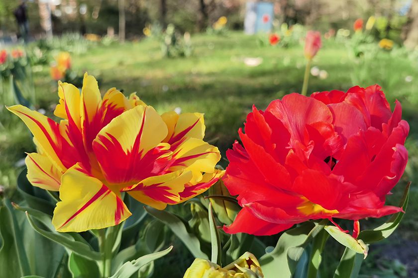 HuaweiP40Pro Test Blumen