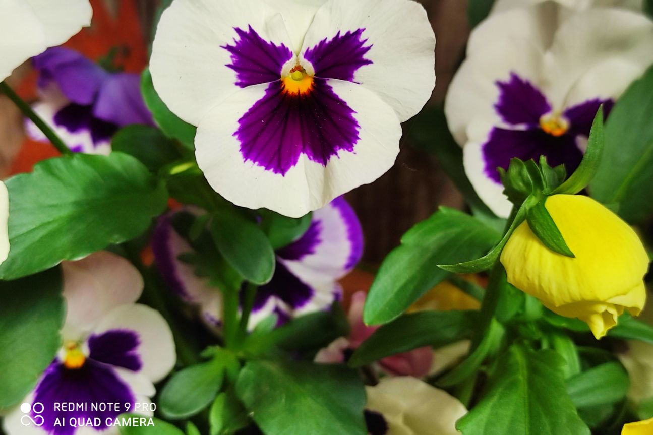 Redmi Note 9 Pro Makro2 Redmi Note 9 Pro Makro Foto