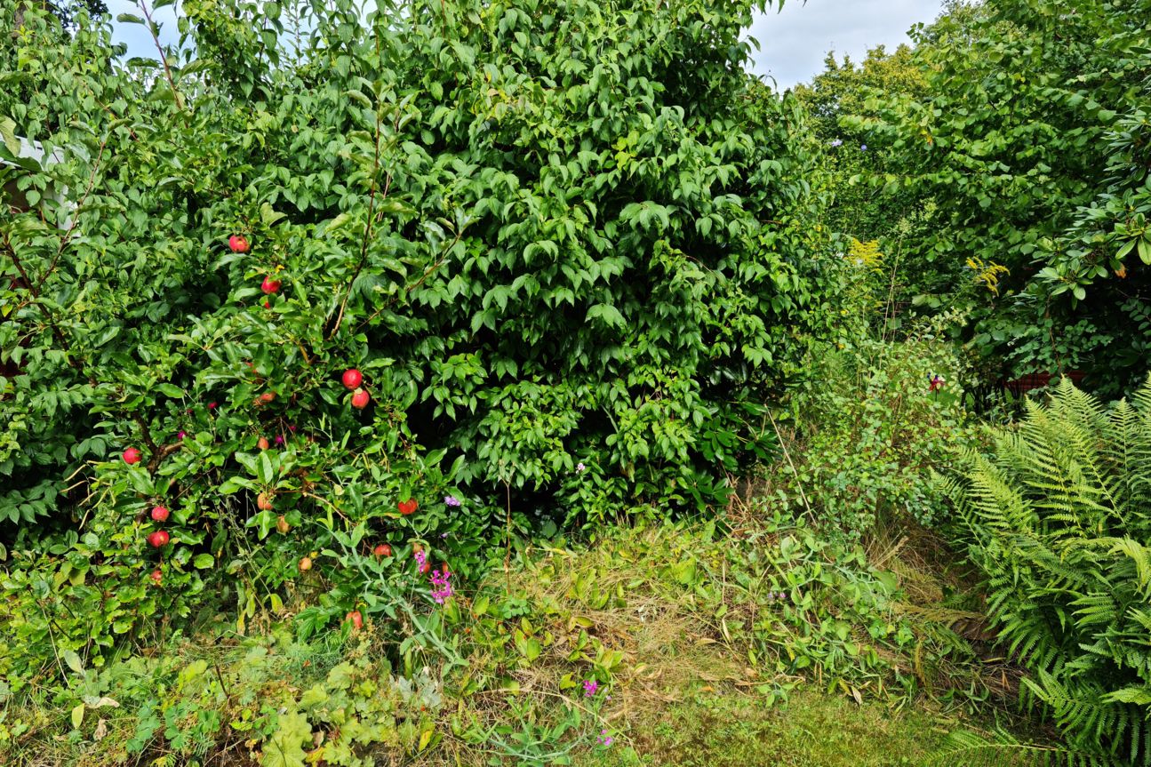 Gartenaufnahme mit vielen Details