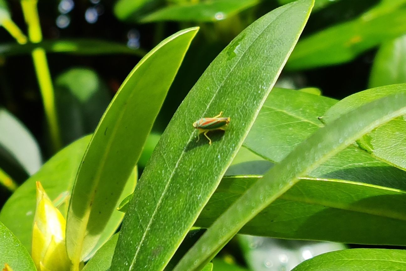 Bildausschnitt mit einem Käfer