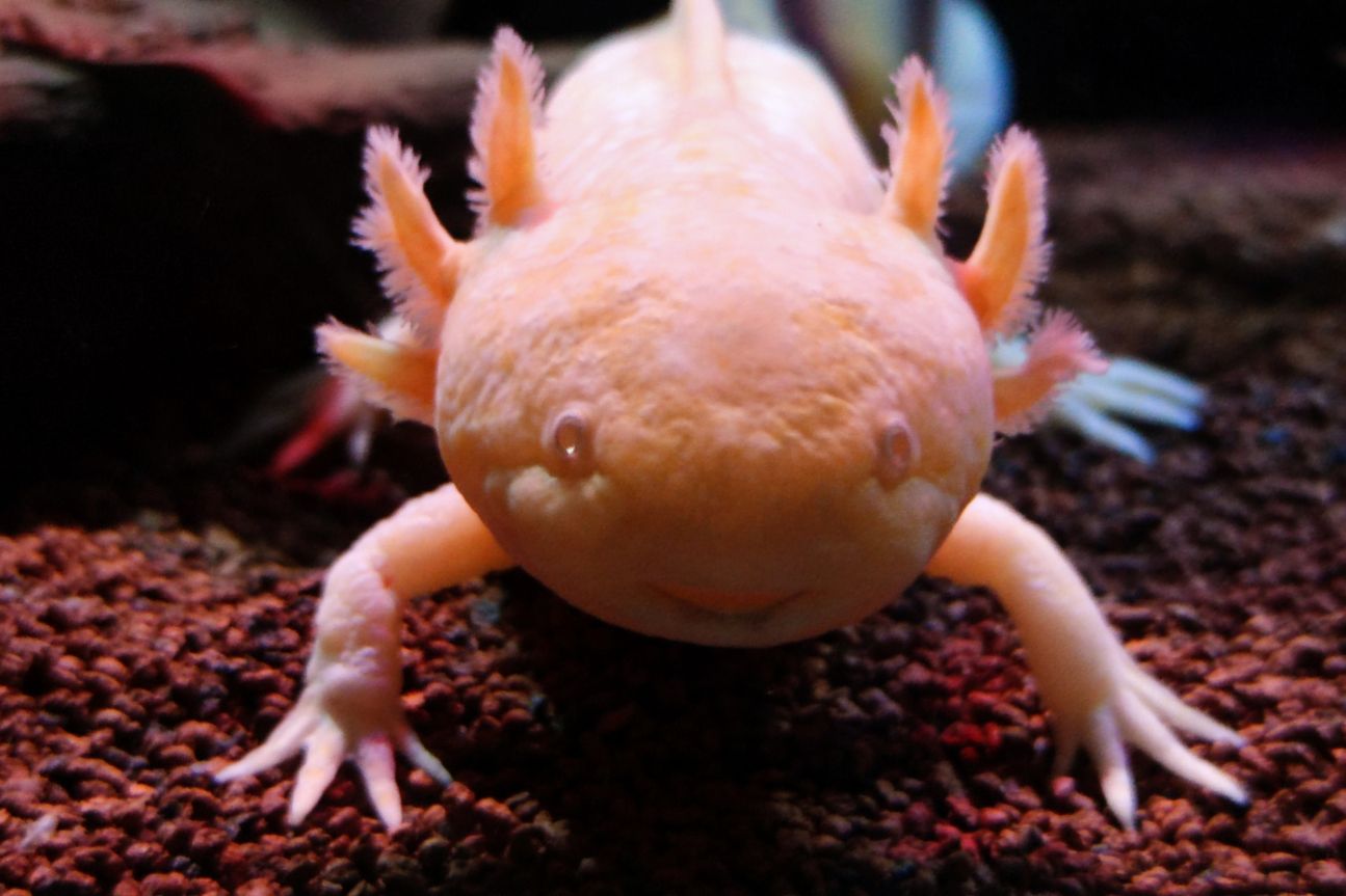 Xiaomi Mi 10T Pro 5G Fish Portrait Axolotl in einem Aquarium
