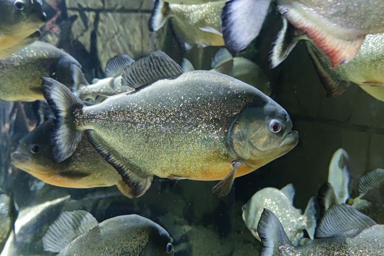 Xiaomi Mi 10T Pro 5G Fish1 Piranha in einem Aquarium