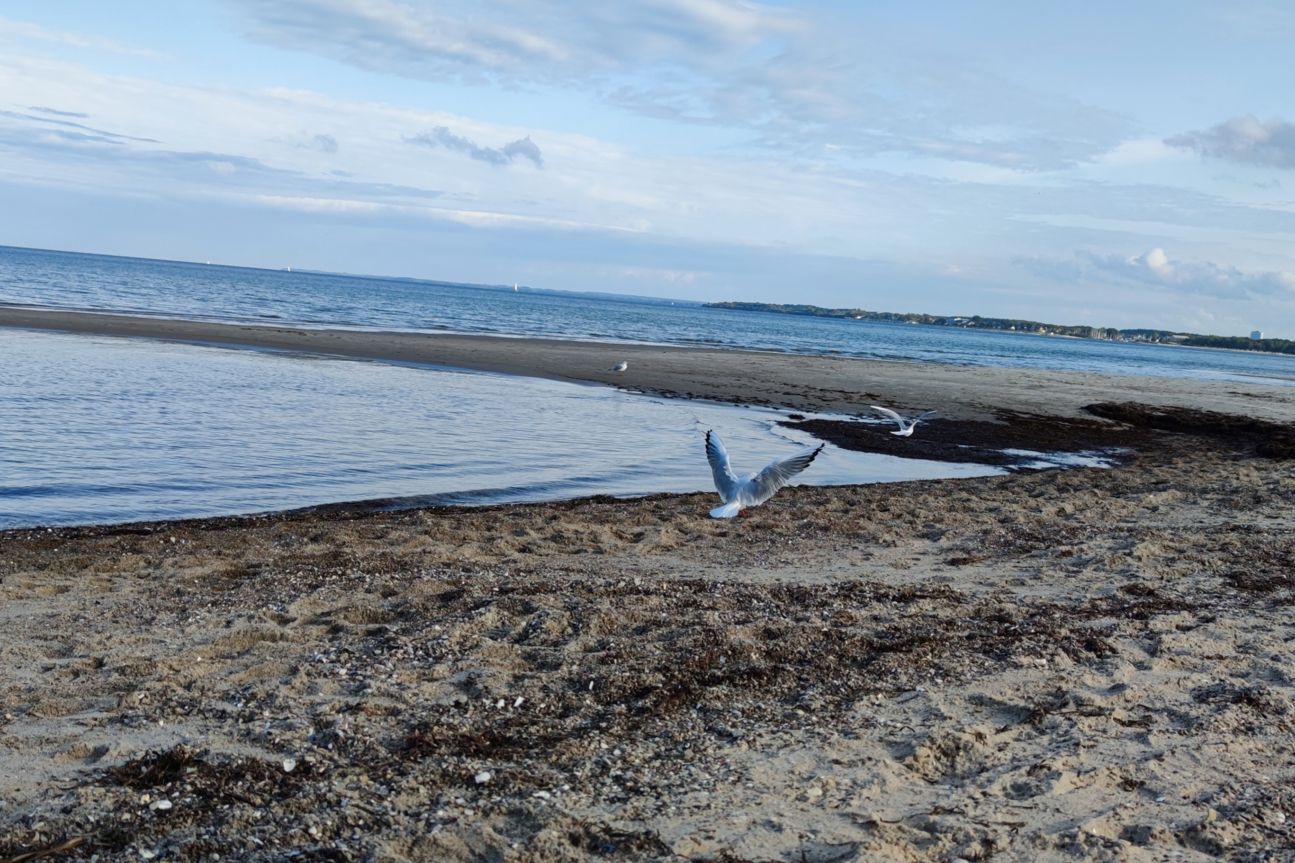 Xiaomi Mi 10T Pro 5G Strand Moewe 1 Testfoto des Xiaomi Mi 10T Pro am Strand