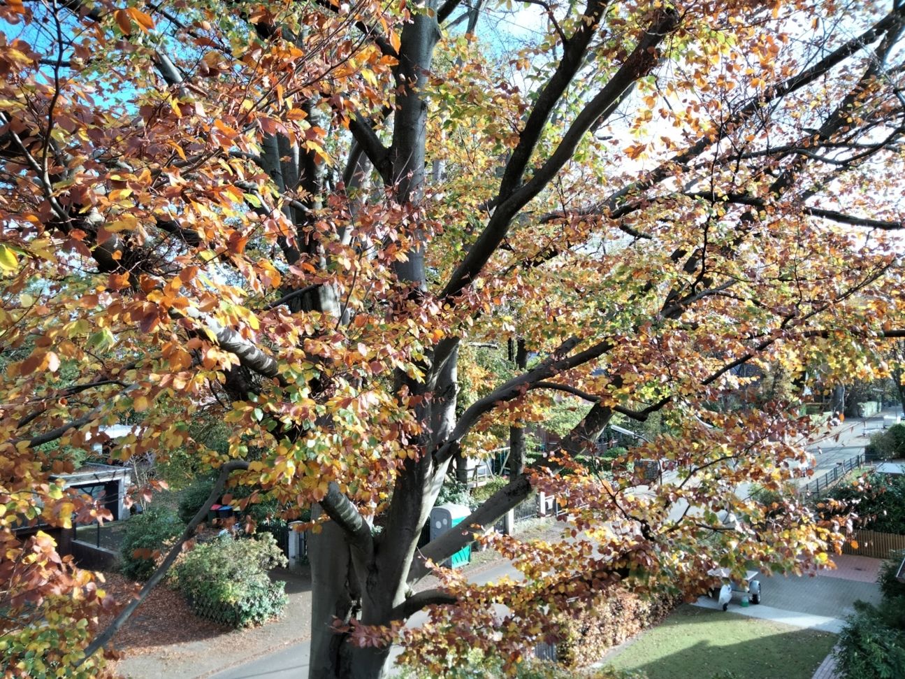 Oppo A53S Test Foto CURVED 001 Foto mit Oppo A53s von einem Baum in einer Nachbarschaft