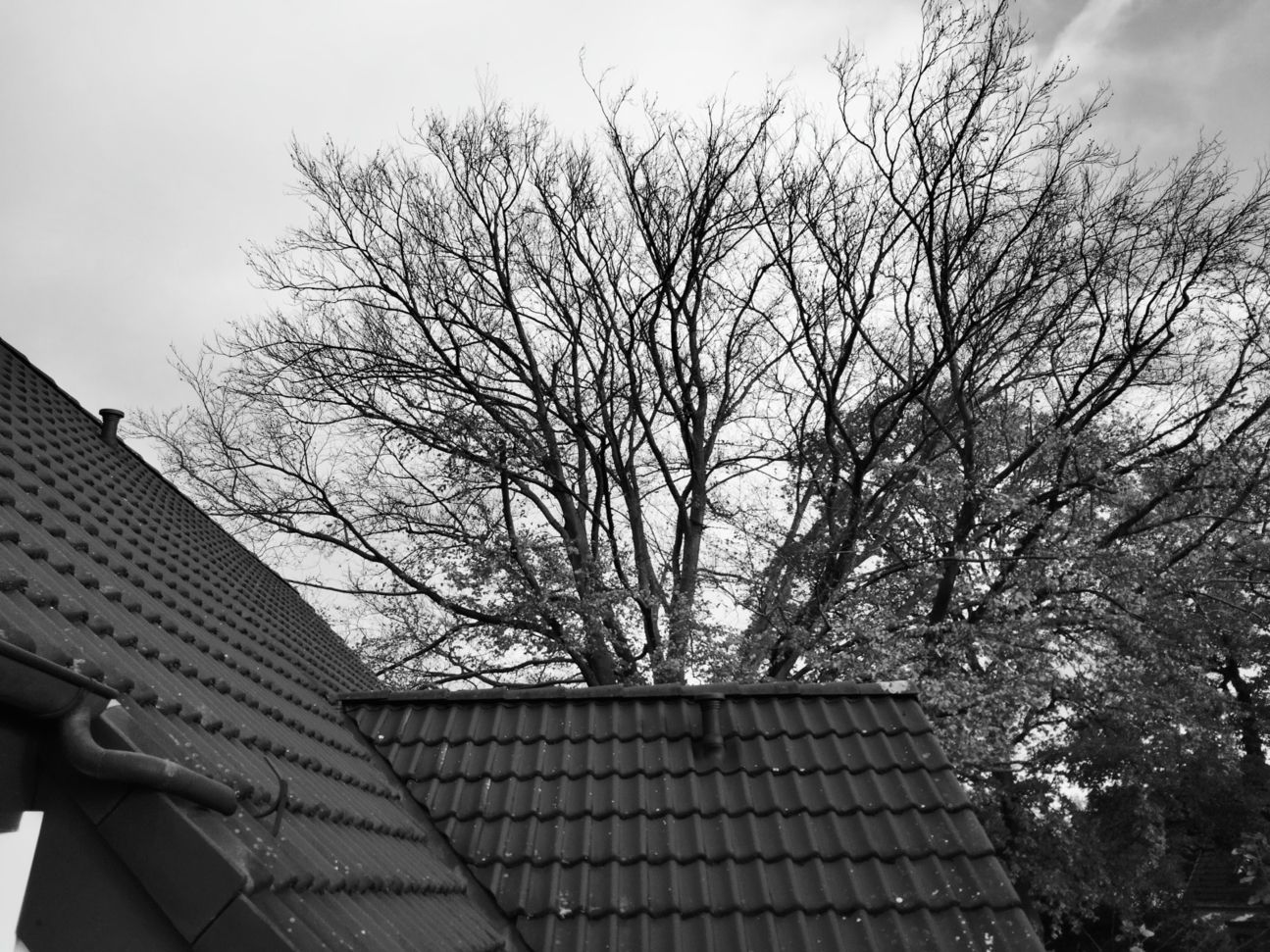 Oppo A53S Test Foto CURVED 005 Schwarz-Weiß-Foto des Oppo A53s zeigt Bäume hinter Haus