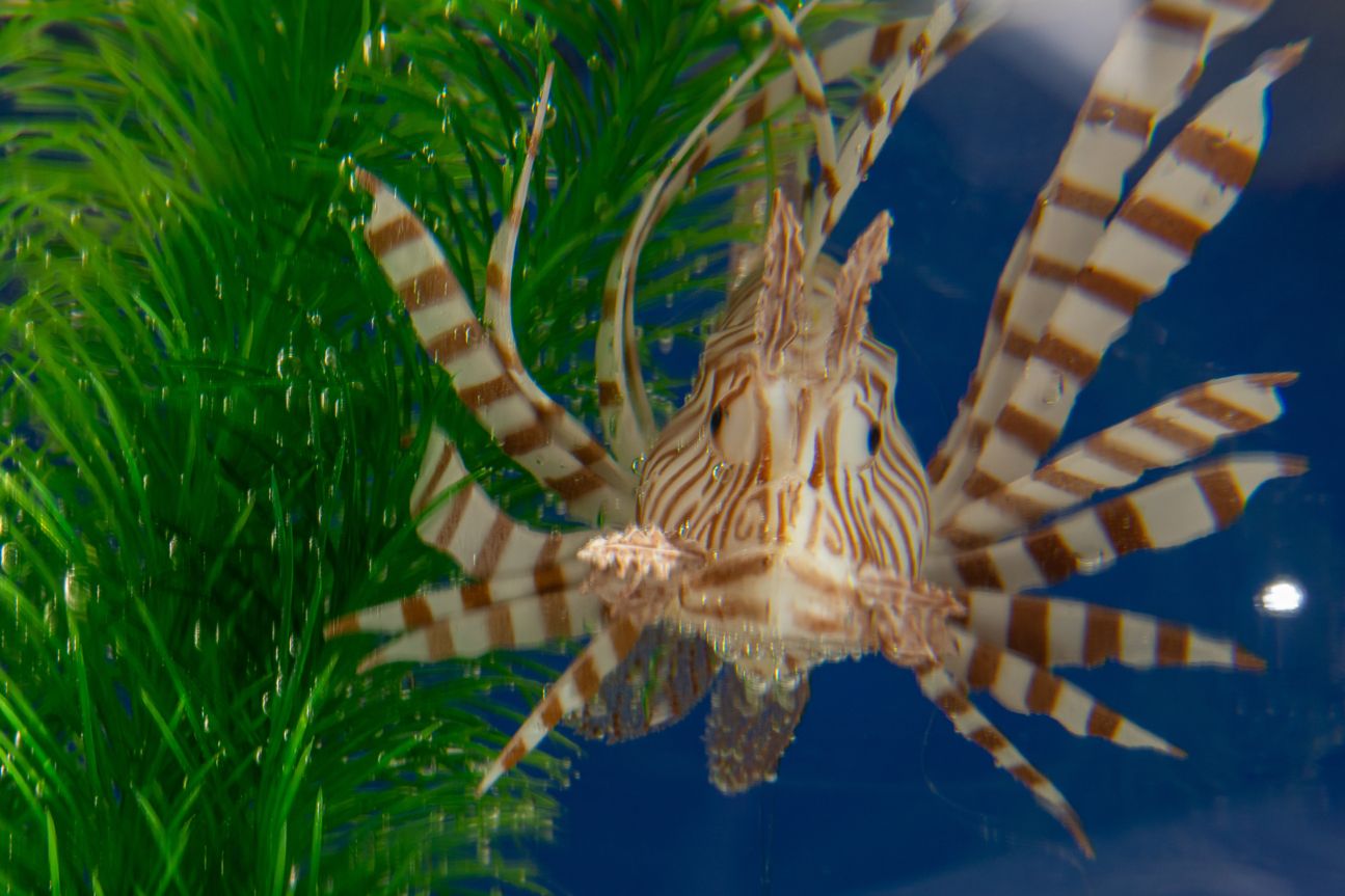 Dslr Google Fish Panasonic GH5 Foto