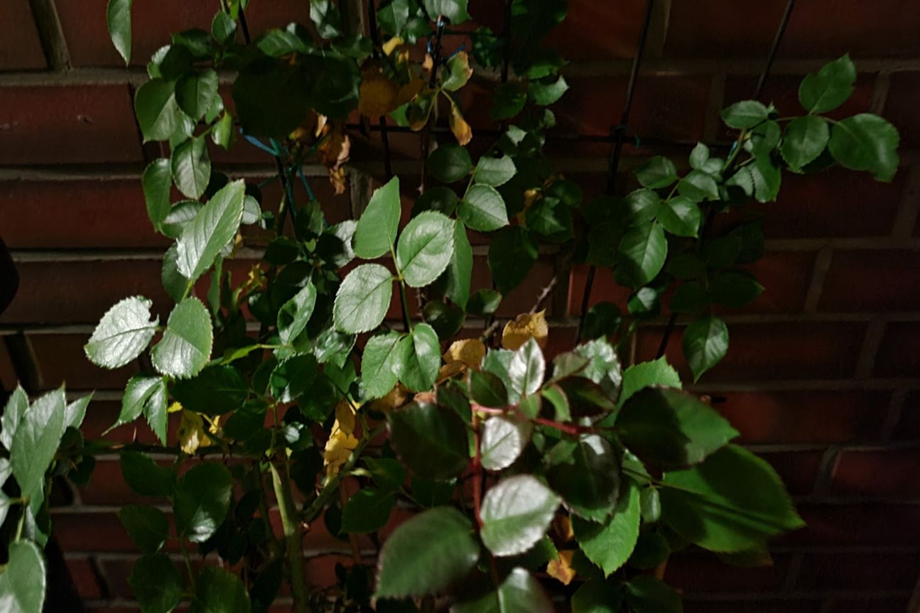 Galaxy S20 Fe Nacht 3 Samsung Galaxy S20 Fan Edition Fotos