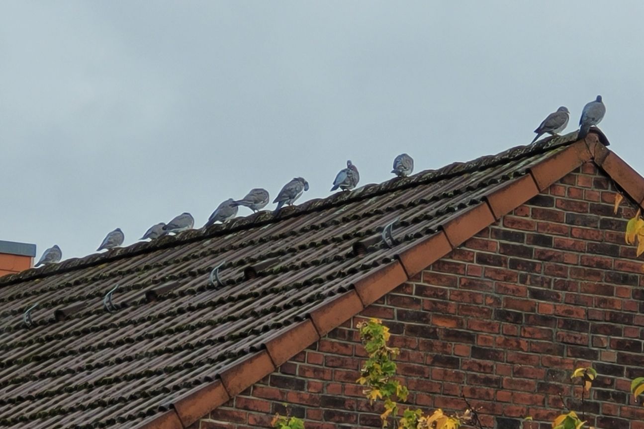 Galaxy S20 Fe Voegel Digital Samsung Galaxy S20 Fan Edition Fotos