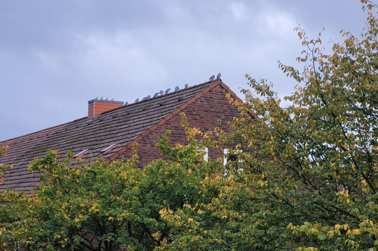 Galaxy S20 Fe Voegel Samsung Galaxy S20 Fan Edition Fotos