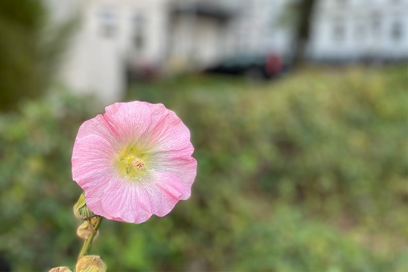 IPhone 12 Bokeh Blume IPhone 12 Bokeh Blume