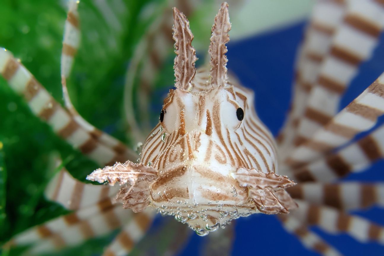 Pixel 5 Fish Google Pixel 5 vs Profi Kamera