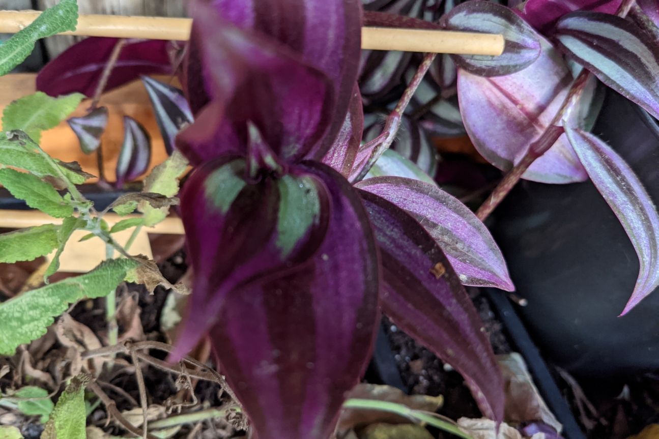 Pixel 5 Fokus Fail Google Pixel 5 Foto