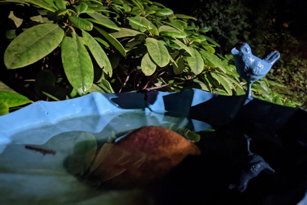 Pixel 5 Nacht6 Google Pixel 5 Foto