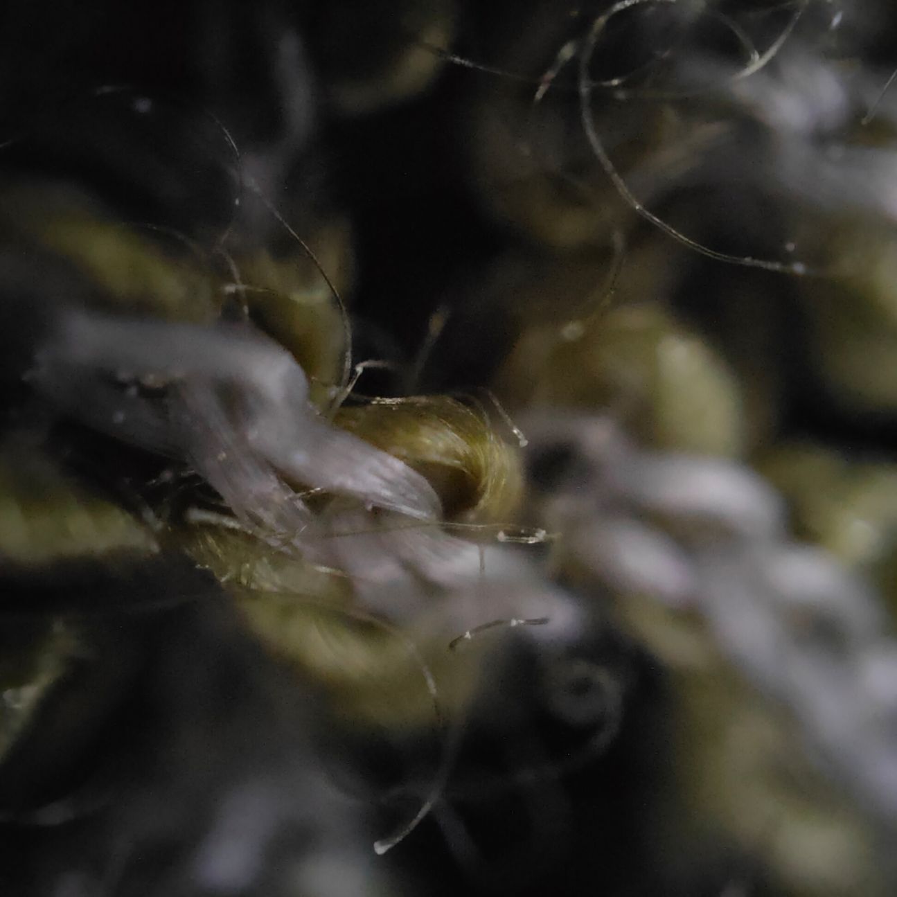 find-x3-pro-mikroskop3 Oppo Find X3 Pro