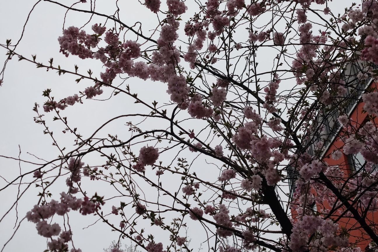 xiaomi-mi-11-weitwinkel-gegenlicht Xiaomi Mi 11