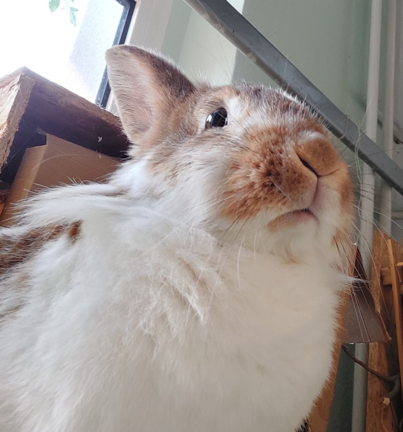 Samsung Galaxy A52 Selfie Samsung Galaxy A52 Selfie