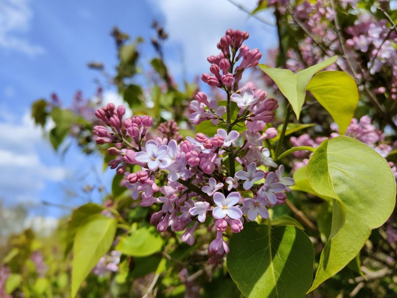 Oppo-Find-X3-Neo-Makro Oppo Find X3 Neo Makro