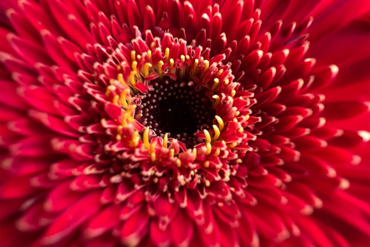 Apple_iPhone-13-Pro_Red-Flower_09142021 iPhone 13 Pro Kamera Sample