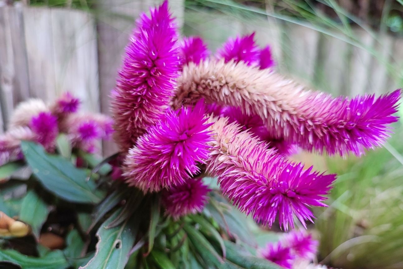 11t-pro-blume Xiaomi 11T Pro Kamera Test