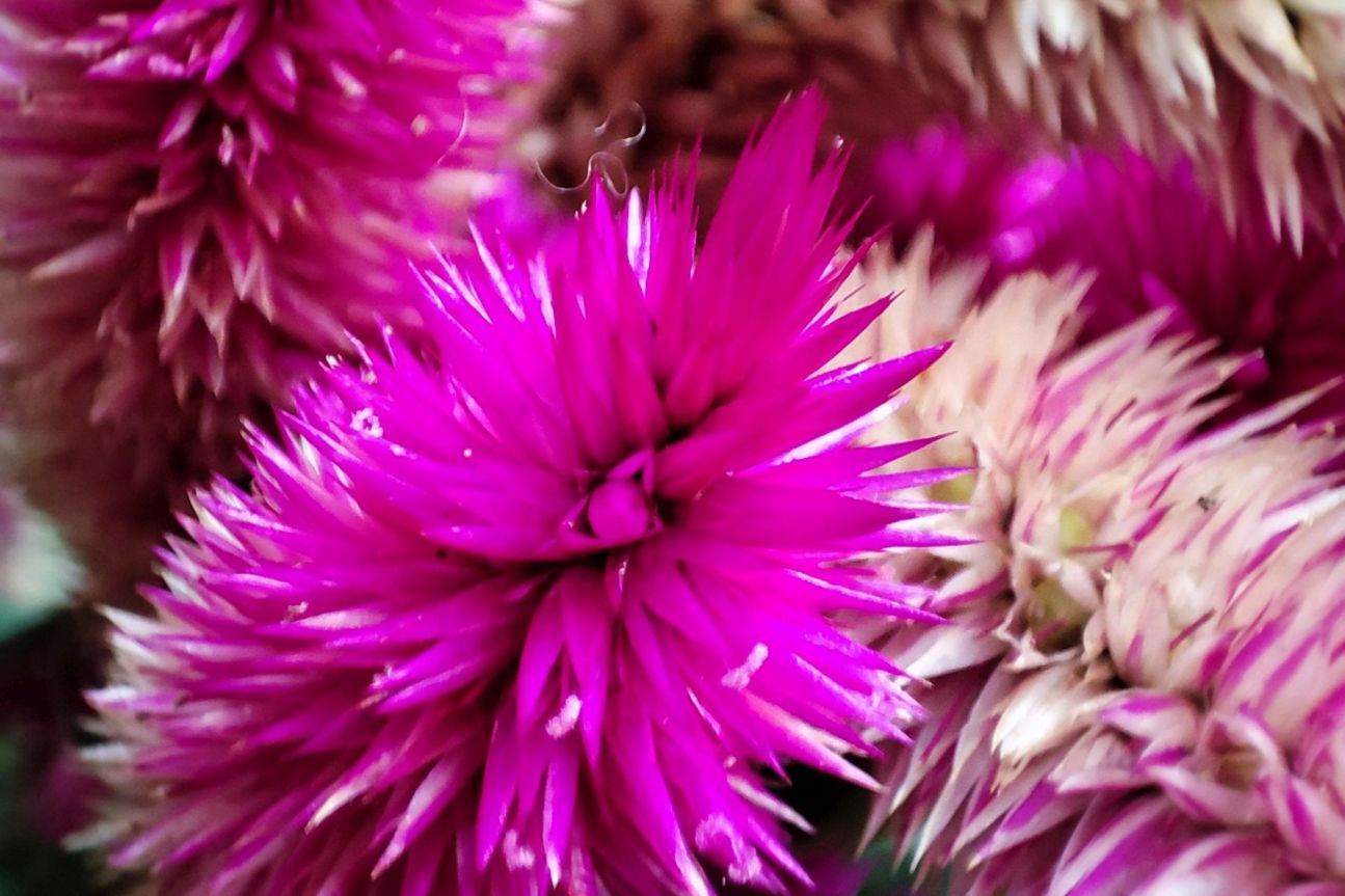 11t-pro-makro-2 Xiaomi 11T Pro Kamera Test