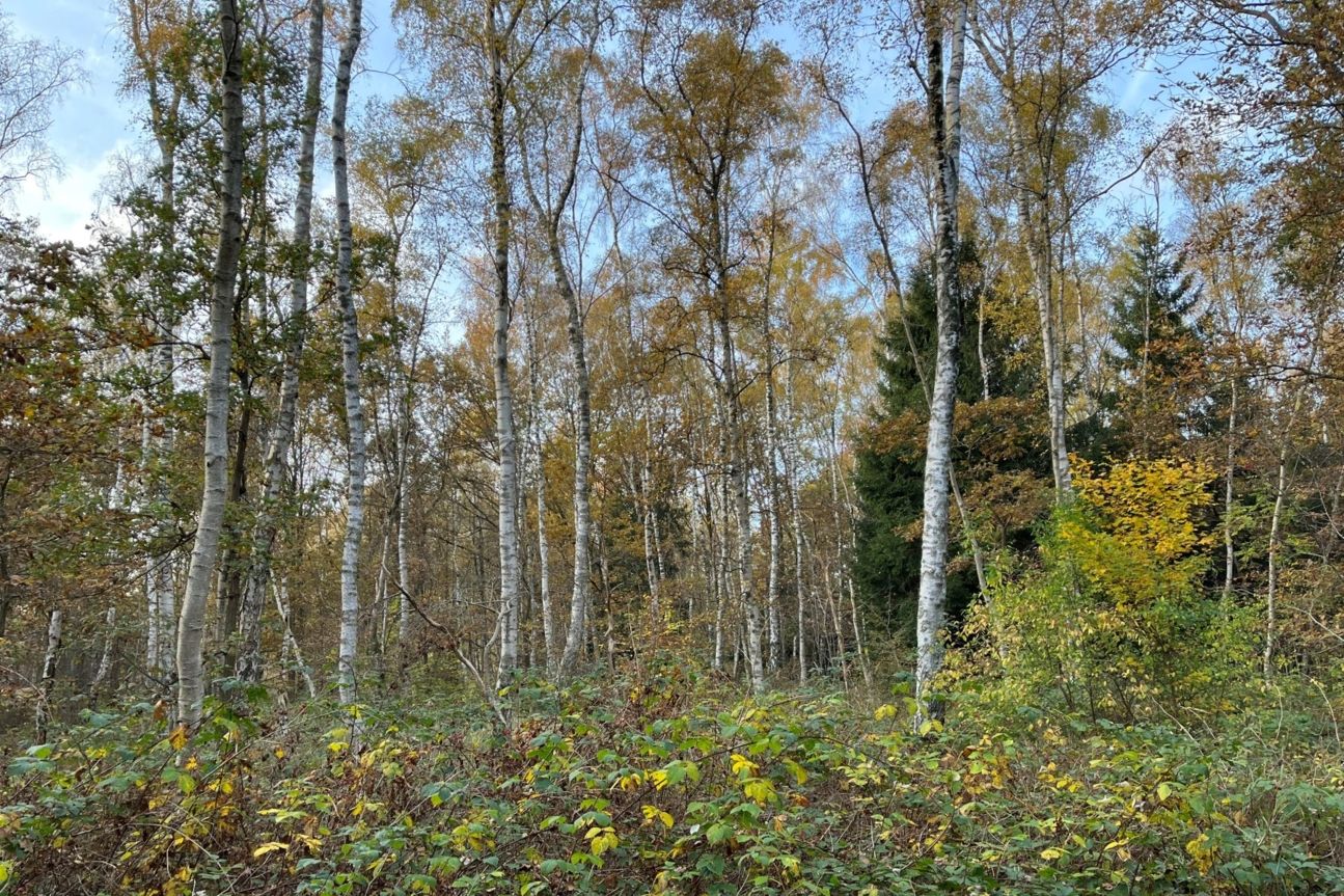 iphone-13-mini-baumgruppe-weit iPhone 13 mini Kamera Test
