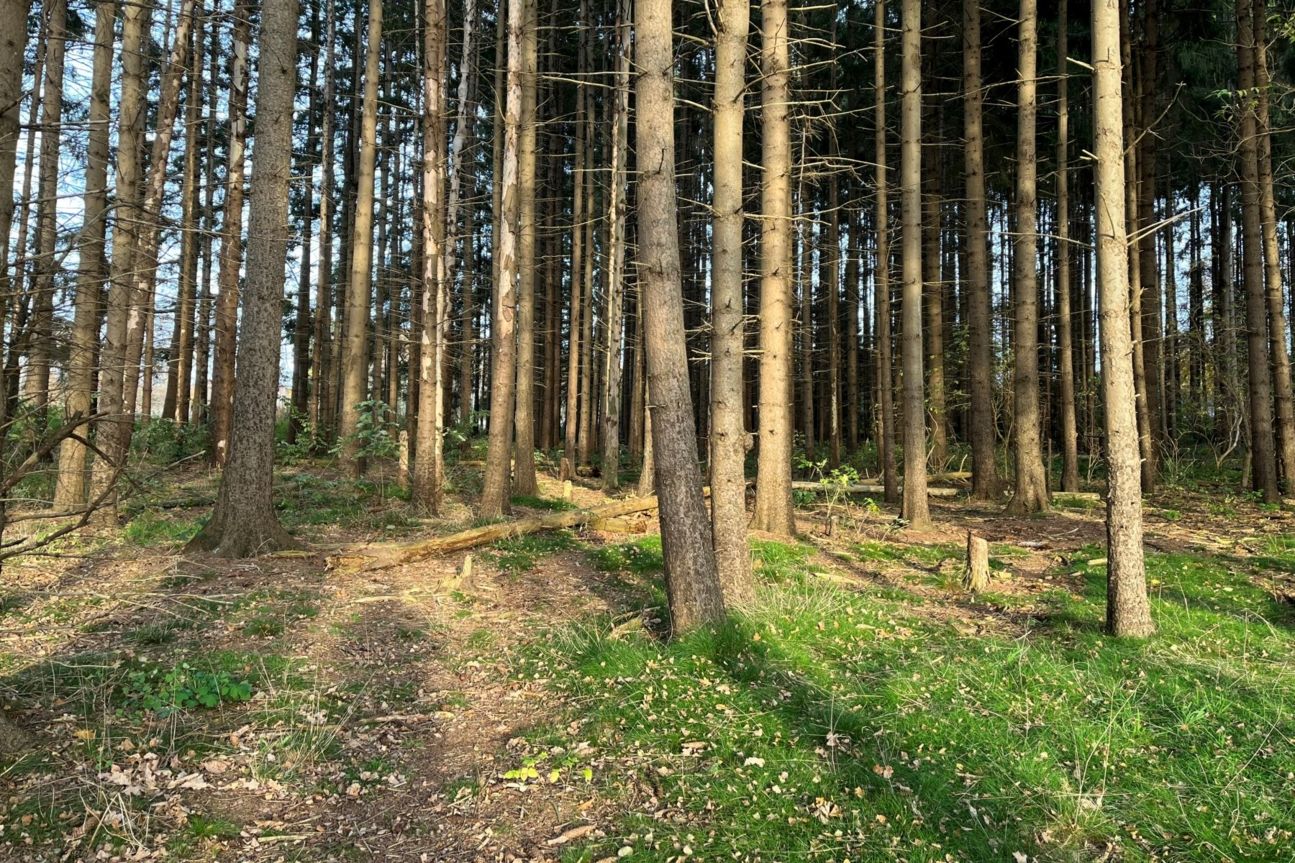 iphone-13-mini-wald iPhone 13 mini Kamera Test