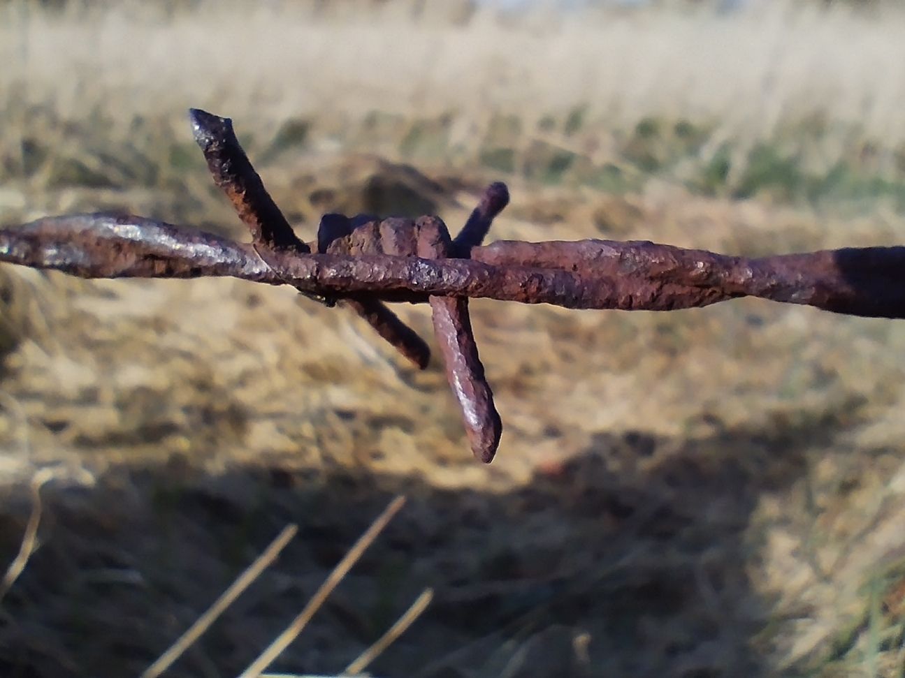 Xiaomi Redmi Note 11 Test Makrokamera Aufnahme mit der Makrokamera des Xiaomi Redmi Note 11