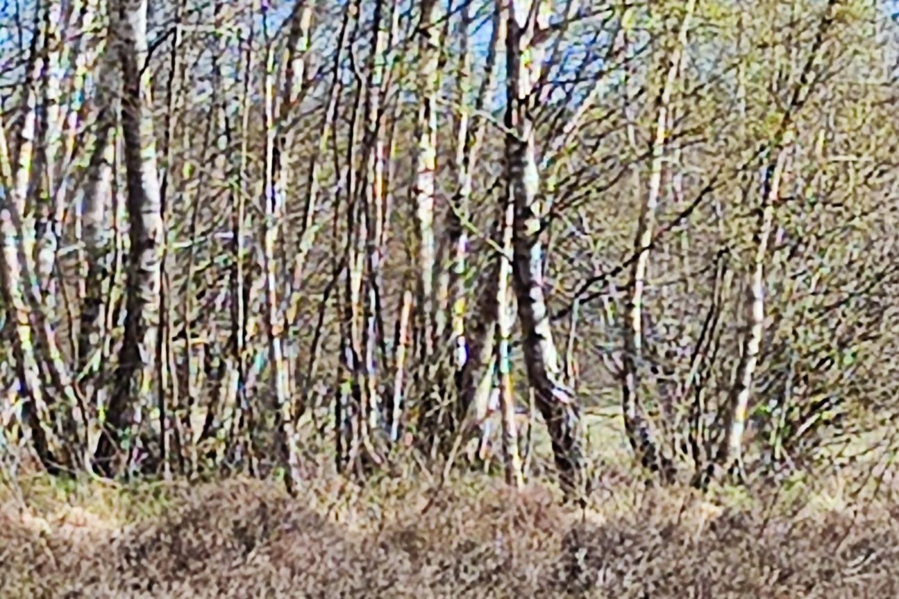 xiaomi-12-foto-baum-zehnfach Xiaomi 12 Foto Test