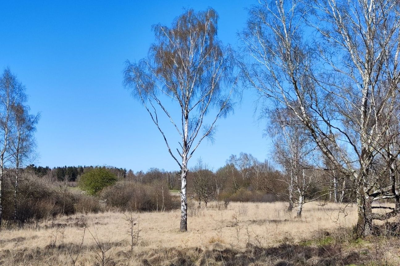 xiaomi-12-foto-baum-zoom Xiaomi 12 Foto Test