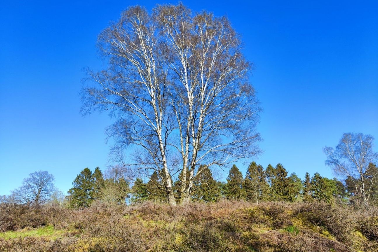 xiaomi-12-foto-himmel-blauton Xiaomi 12 Foto Test