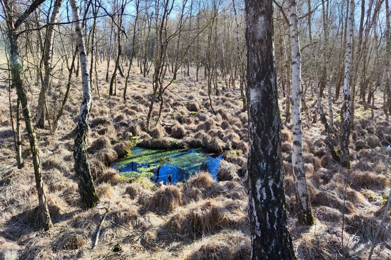 xiaomi-12-foto-kleiner-teich Xiaomi 12 Foto Test