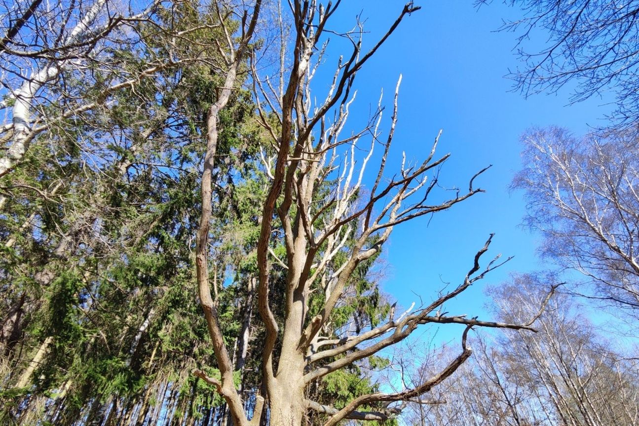 xiaomi-12-foto-ultraweit-baum Xiaomi 12 Foto Test