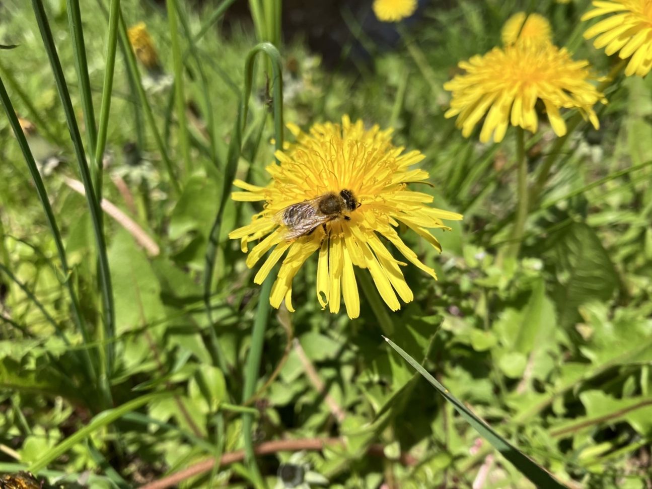 iphone-se-3-test-makroaufnahme iPhone SE 3 Test Makroaufnahme