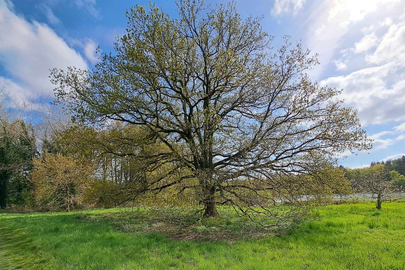 galaxy-a53-test-fotos-ultraweitwinkel