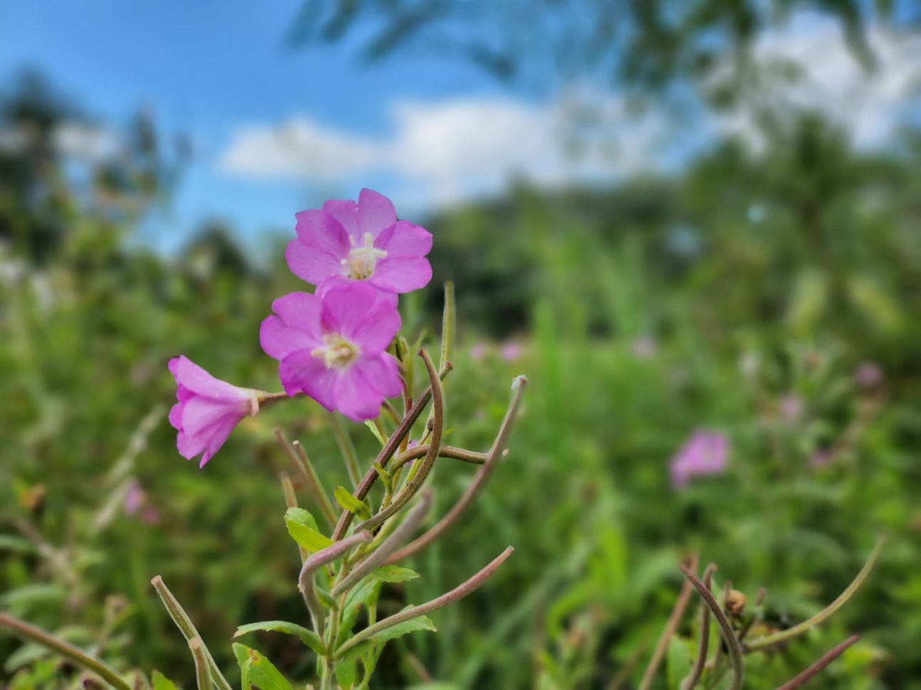 samsung-galaxy-z-flip4-frontkamera-porträt Galaxy Z Flip 4: Frontkamera Porträtmodus an Blume