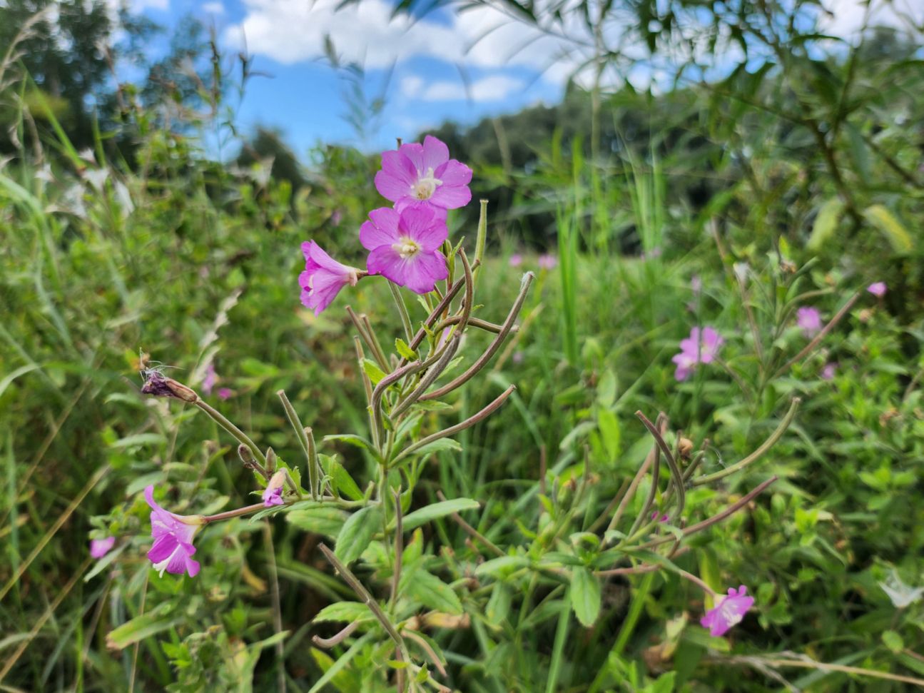 samsung-galaxy-z-flip4-weitwinkel-blume-1 Galaxy Z Flip 4: Kamera Nahaufnahme