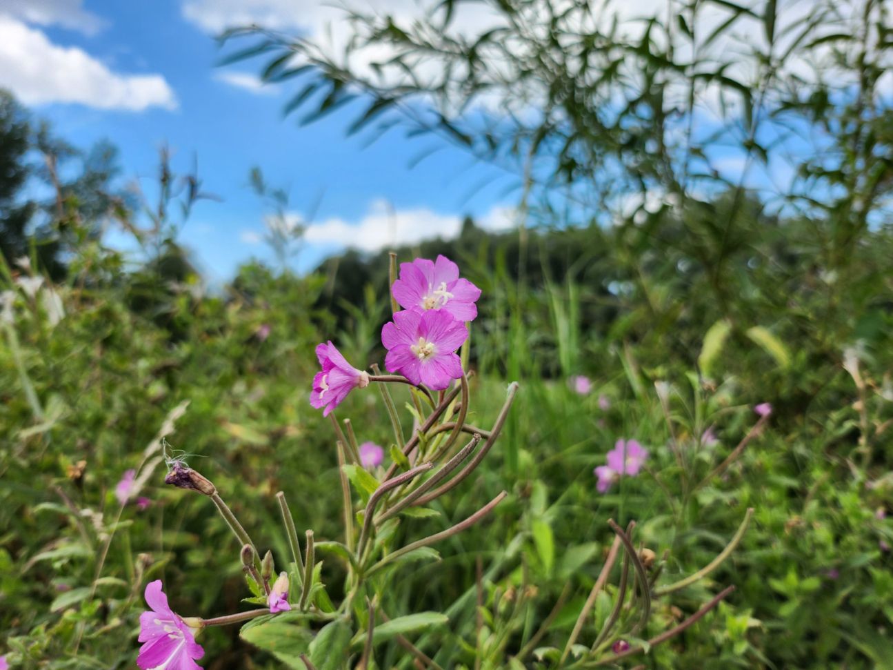 samsung-galaxy-z-flip4-weitwinkel-blume-2 Galaxy Z Flip 4: Kamera Nahaufnahme