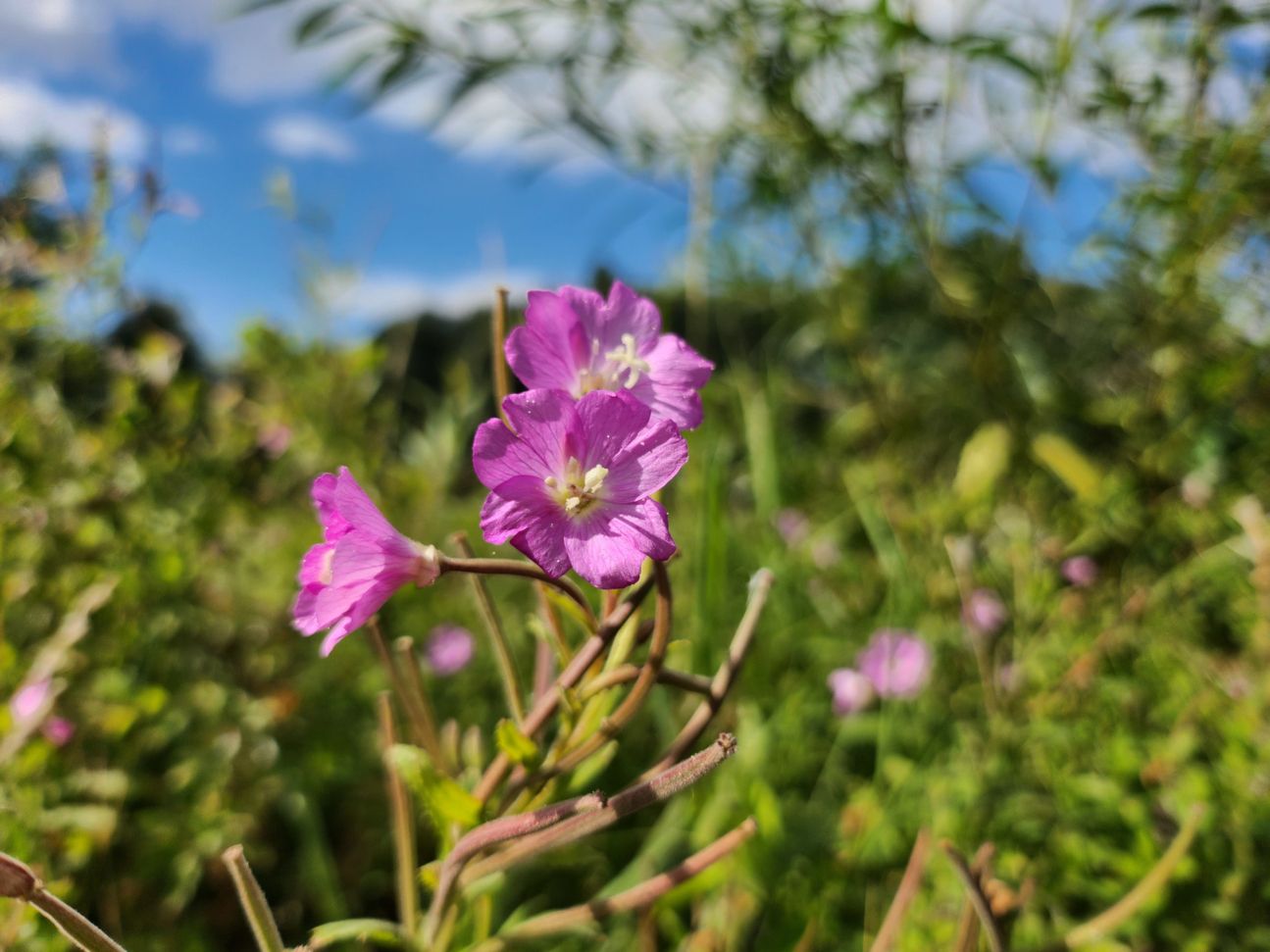 samsung-galaxy-z-flip4-weitwinkel-blume-3 Galaxy Z Flip 4: Kamera Nahaufnahme