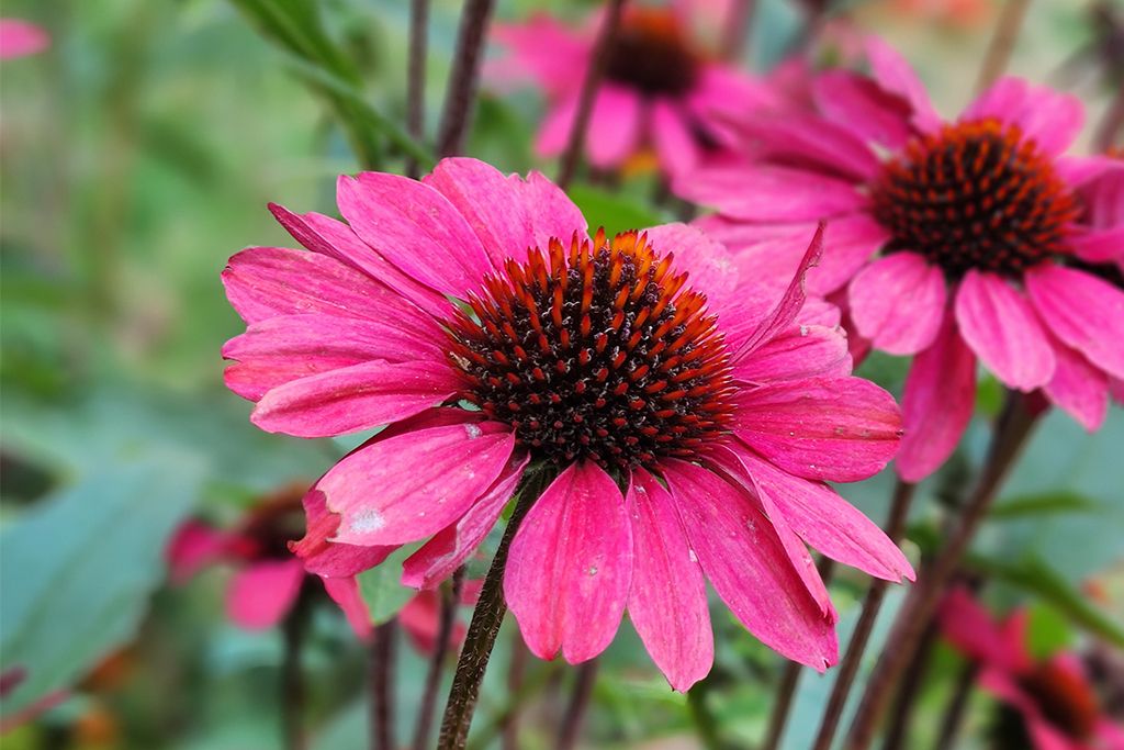 samsung-galaxy-z-flip-4-test-nahaufnahme Samsung Galaxy Z Flip 4 Blumen