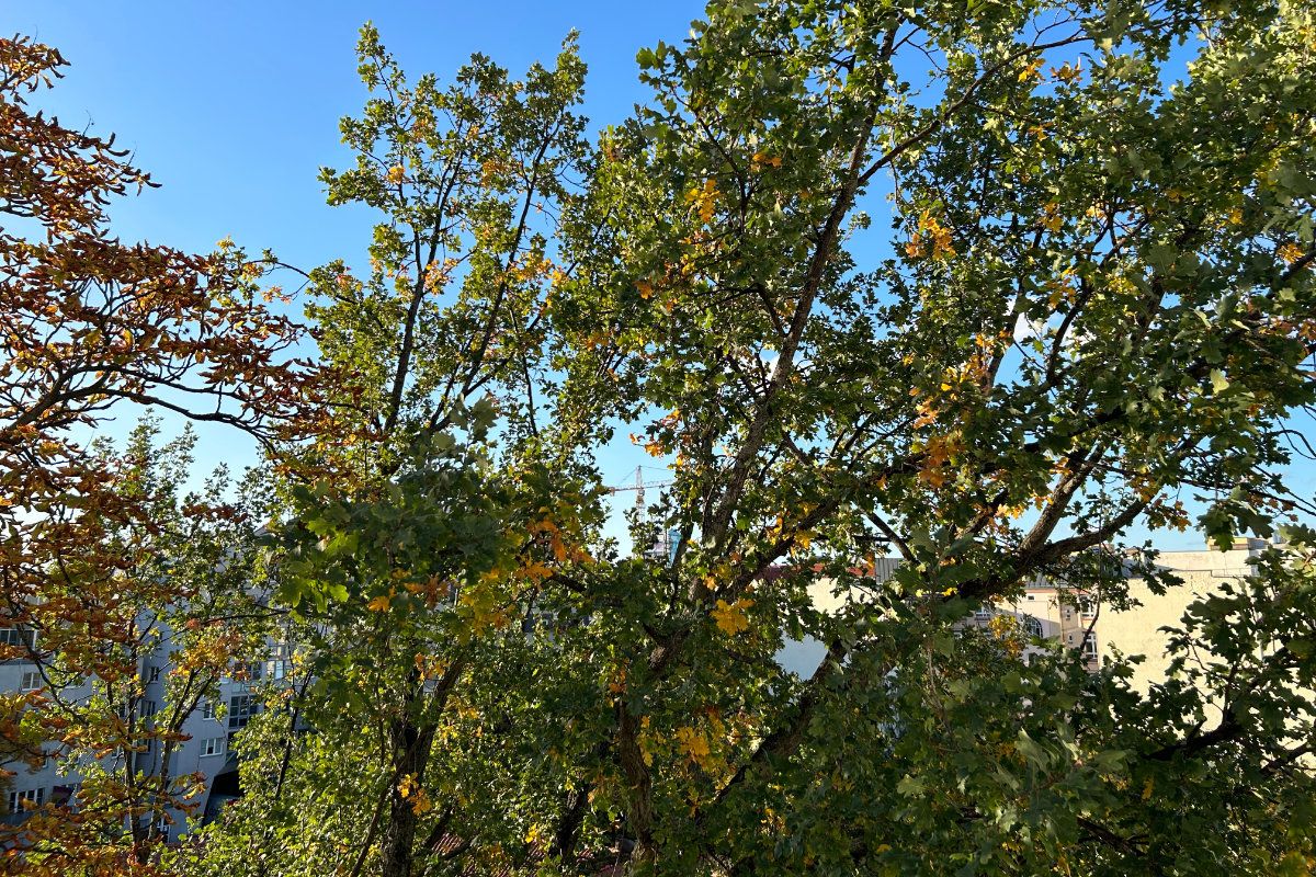 iphone-14-test-foto-3 iPhone 14 Test Foto 3