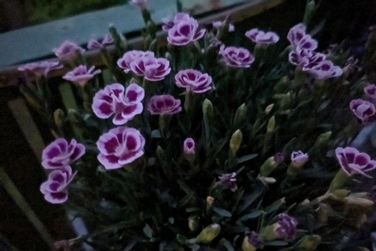 pixel-7a-blumen-nacht Pixel 7a Kamera Test