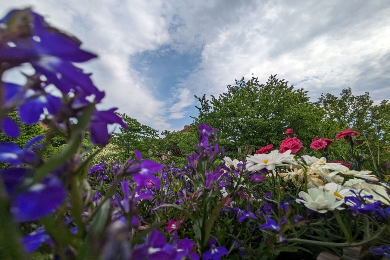 pixel-7a-ultraweit Pixel 7a Kamera Test