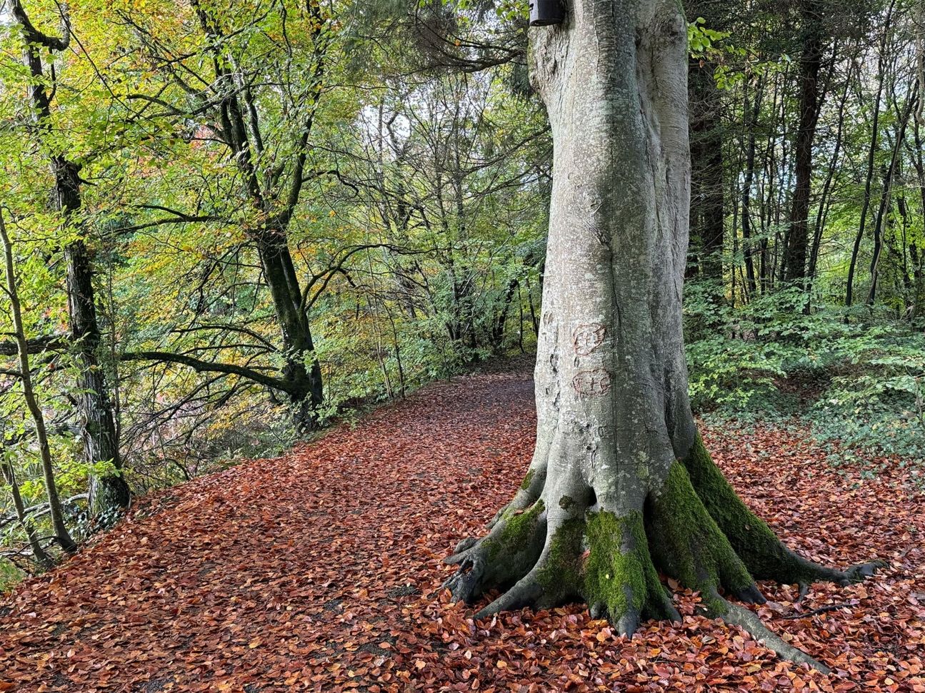 Foto-Beispiel iPhone 15 Pro Foto-Beispiel iPhone 15 Pro